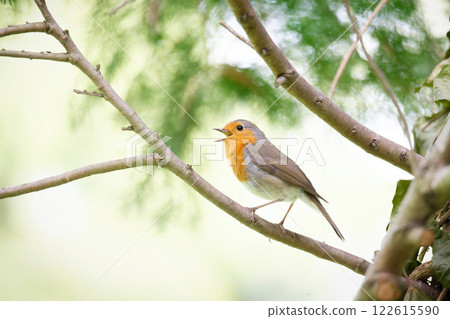 profile view of a robin joyfully singing on a branch with open beak profile view of a robin joyfully singing on a branch with open beak 122615590