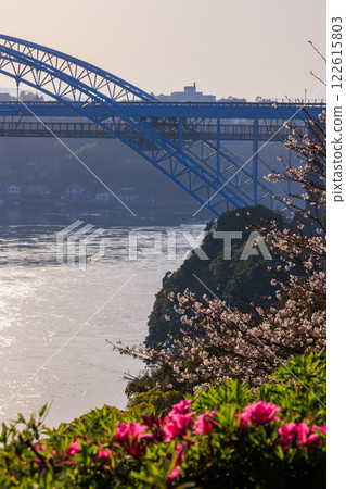 落日西海大橋的櫻花與漩渦交相輝映 122615803
