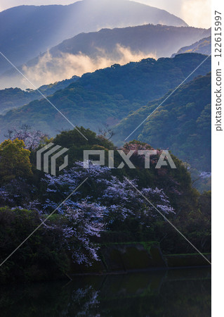寧靜的櫻花季，朝陽照射在湖面上的景色。 122615997