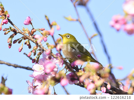 A white-eye on the Kawazu cherry blossoms in full bloom (spring image) 122616218