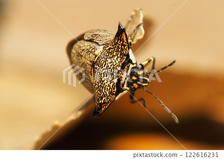 Winter stink bug Winter stink bug 122616231