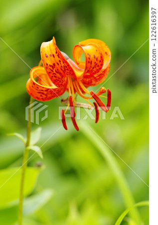 野反湖畔的鈴蘭花 野反湖畔的鈴蘭花 122616397