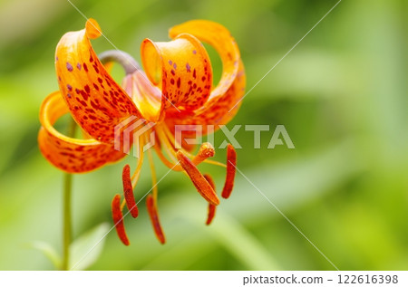 野反湖畔的鈴蘭花 122616398