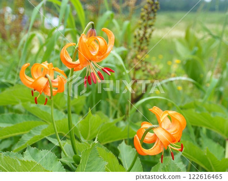 Lilies of the valley at Tsugaike Nature Park 122616465
