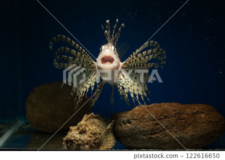 獅子魚、魔鬼魚、蠍子魚、獅子魚、游泳獅子魚、毒魚、惡魔虎魚、自由鰩、打哈欠 122616650