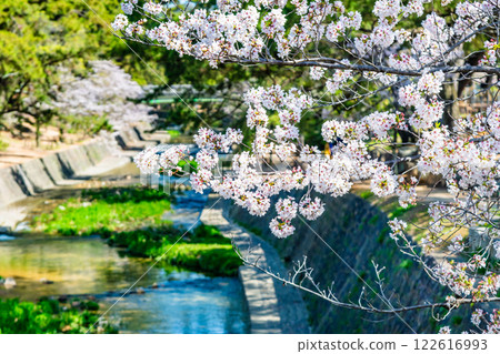 Hyogo: Cherry blossoms blooming at Shukugawa Park 122616993