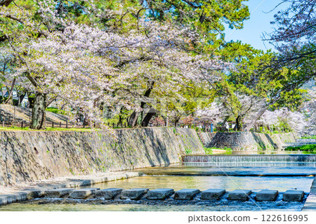 兵庫縣:宿川公園櫻花盛開 兵庫縣:宿川公園櫻花盛開 122616995