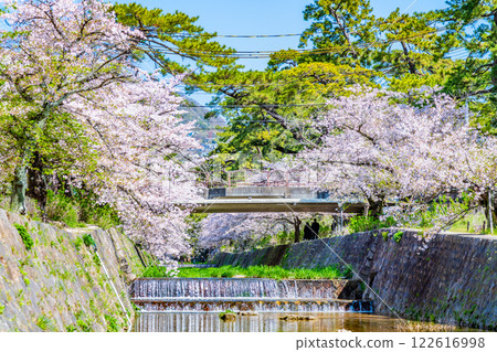 Hyogo: Cherry blossoms blooming at Shukugawa Park Hyogo: Cherry blossoms blooming at Shukugawa Park 122616998