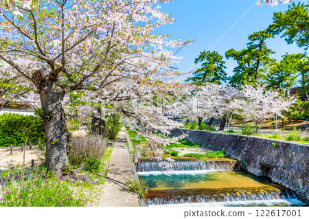 Hyogo: Cherry blossoms blooming at Shukugawa Park Hyogo: Cherry blossoms blooming at Shukugawa Park 122617001