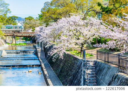 兵庫縣：宿川公園櫻花盛開 122617006