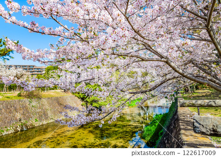 Hyogo: Cherry blossoms blooming at Shukugawa Park 122617009