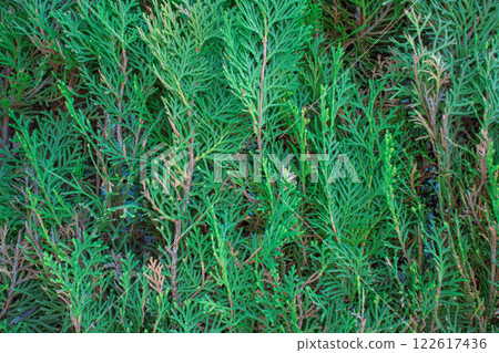 Green tree Green tree 122617436