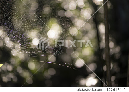 森林裡發光的蜘蛛網 122617441