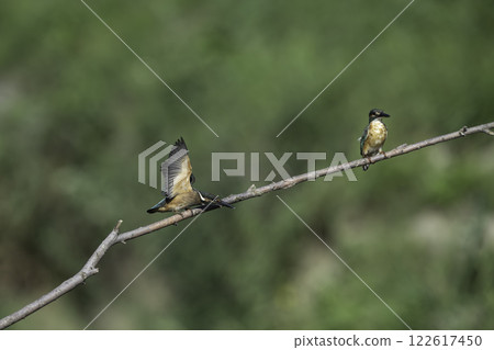 兩隻翠鳥棲息在樹枝上 122617450