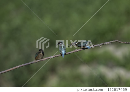 三隻翠鳥棲息在樹枝上 122617469