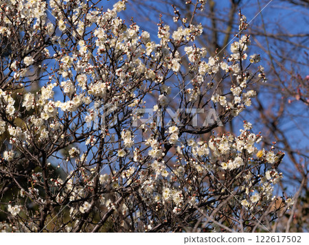 Winter solstice plum 122617502