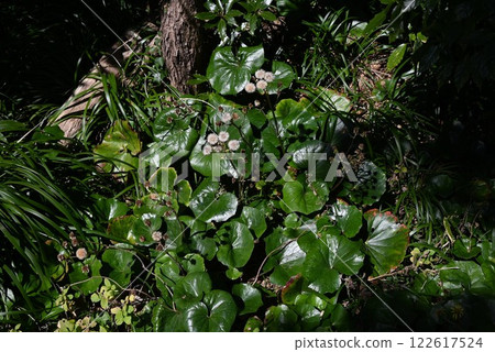 After flowering of Japanese silverleaf 122617524