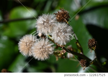 After flowering of Japanese silverleaf After flowering of Japanese silverleaf 122617525