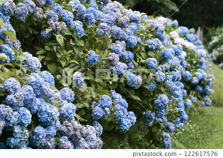 公園裡盛開的藍色繡球花⑧ 122617576