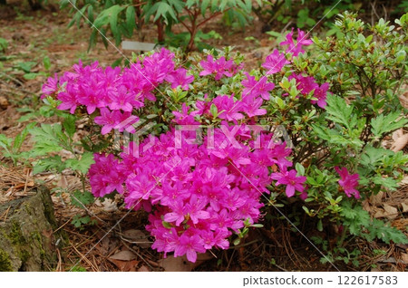 Fukushima Prefecture, Sukagawa City, Okuwabara Azalea Garden, Azalea 122617583