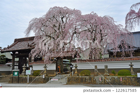 福島縣、須賀川市、長松院、三門、櫻花 福島縣、須賀川市、長松院、三門、櫻花 122617585