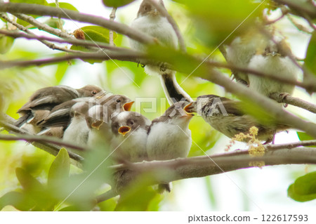 Feeding the chicks Feeding the chicks 122617593