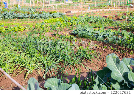 Green onion sprouts of garlic on summer field 122617621