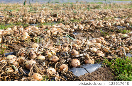 Rows of harvested onion on vegetable field 122617648