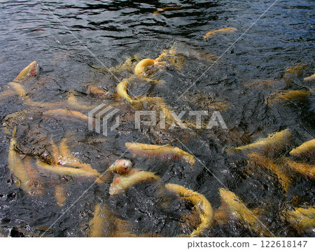 Australia Tasmania Salmon Pond Hatchery 122618147