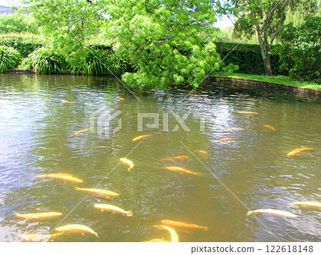 Australia Tasmania Salmon Pond Hatchery 122618148