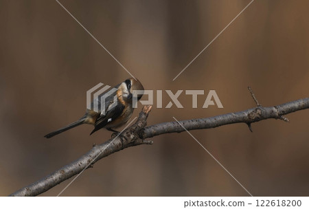 伯勞鳥在炫耀 伯勞鳥在炫耀 122618200