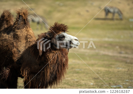 Camel's face Camel's face 122618287