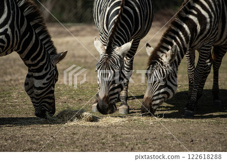 Three Zebras Three Zebras 122618288