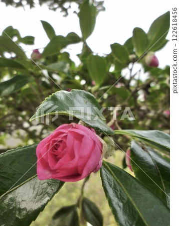 I came across a flower that was just starting to bloom, a camellia flower. I came across a flower that was just starting to bloom, a camellia flower. 122618456