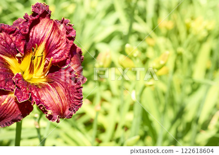 Bright orange red daylily Burgundy Love and fresh greenery in summer garden Bright orange red daylily Burgundy Love and fresh greenery in summer garden 122618604