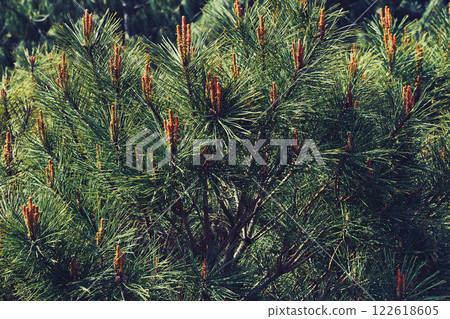 Green saturated spruce branches with blooming cones and needles, shadows 122618605