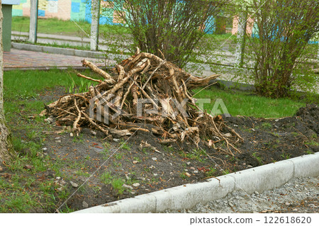 Spring garden cleaning. A pile of cut roots and branches from trees Spring garden cleaning. A pile of cut roots and branches from trees 122618620