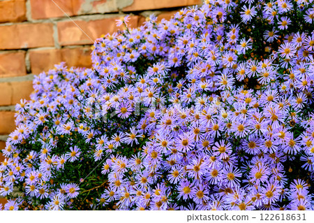 Nice bush of autumn purple lilac asters october sky family 122618631