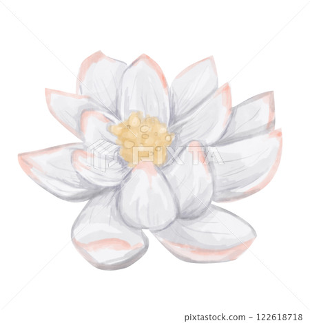 Watercolor Tropical Lotus Flower White with Pink Illustration Isolated for Print and Web Use 122618718