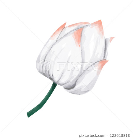 Closed White Lotus Bud with Orange Accents, Watercolor Illustration for Print and Web Design 122618818