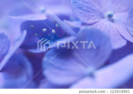 Hydrangea flowers blooming in the rainy season 122618901