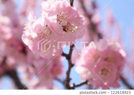 Apricot flower Shinshu Daimi 122618923
