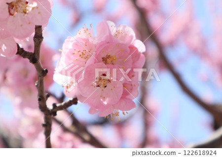 Apricot flower Shinshu Daimi 122618924