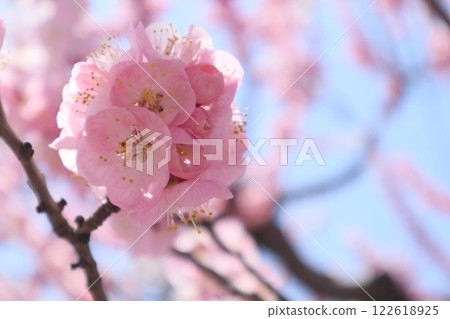 Apricot flower Shinshu Daimi Apricot flower Shinshu Daimi 122618925