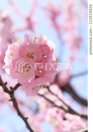 Apricot flower Shinshu Daimi Apricot flower Shinshu Daimi 122618926
