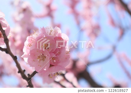 Apricot flower Shinshu Daimi Apricot flower Shinshu Daimi 122618927