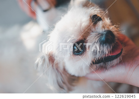 Grooming and haircut dog fur by human with clipper 122619045