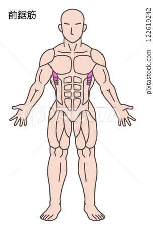 Serratus anterior, human muscle diagram Serratus anterior, human muscle diagram 122619242
