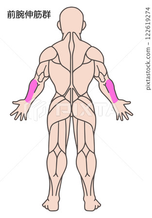 前臂伸肌,人體肌肉圖 前臂伸肌,人體肌肉圖 122619274