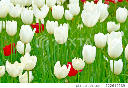 Gardening,landscaping. Blooming white tender tulips.green meadow 122619289